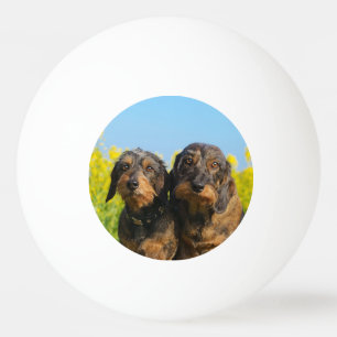 Zwei Niedliche Dackel Hunde Dackel Portrait Foto Tischtennisball