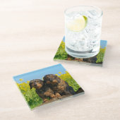 Zwei Niedliche Dackeln Hunde Dackel Friends Pet Fo Glasuntersetzer (Schrägansicht)