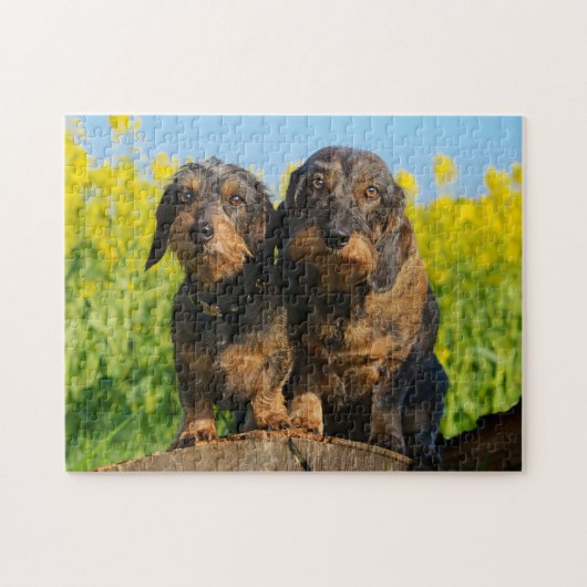 Zwei Niedliche Dackeln Hunde Dackel Friends Pet Fo Puzzle (Horizontal)