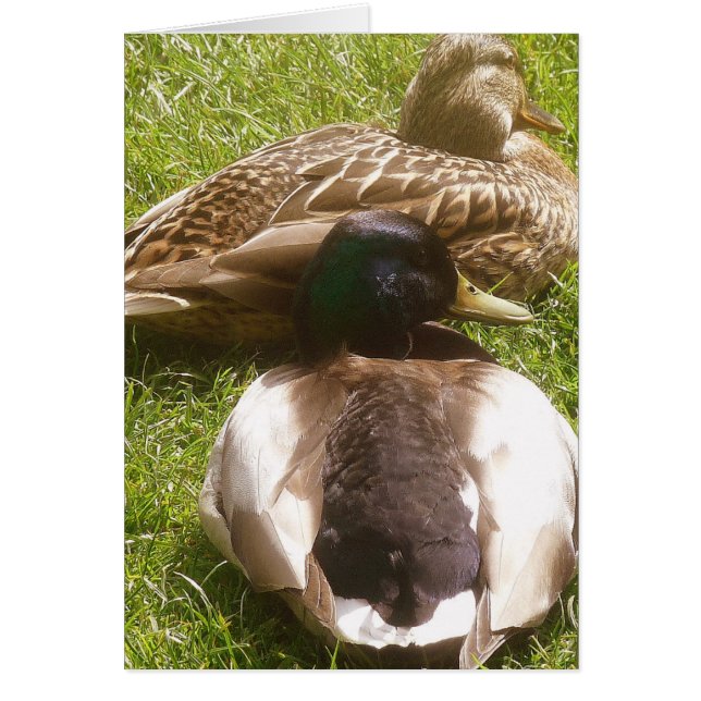 Zwei Niedliche Duckkarten (Vorne)