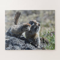 Zwei niedliche Eichhörnchen (Gophoren, Evanrazki)