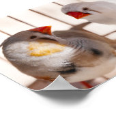 Zwei Niedliche Finkenvögel in Käfig Poster (Ecke)