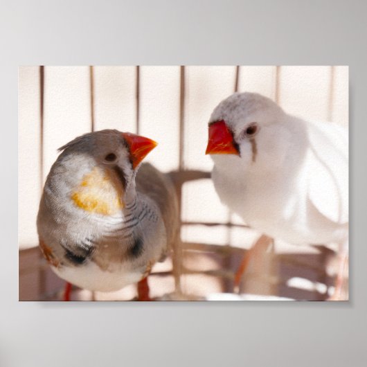 Zwei Niedliche Finkenvögel in Käfig Poster (Vorne)
