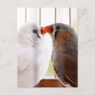 Zwei Niedliche Finkenvögel in Käfig Postkarte