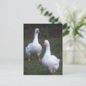 Zwei Niedliche Gänse Postkarte (Stehend Vorderseite)