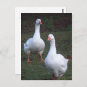 Zwei Niedliche Gänse Postkarte (Vorne/Hinten)