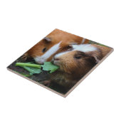 Zwei Niedliche Guinea Schweine essen Grüntöne Fliese (Seite)