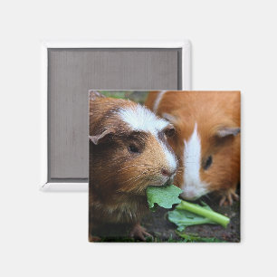 Zwei Niedliche Guinea Schweine essen Grüntöne Magnet