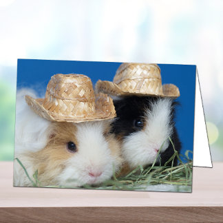Zwei Niedliche Guinea Schweinekarte Karte