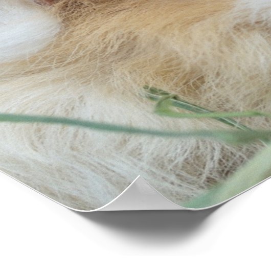 Zwei Niedliche Guinea Schweinepopster Poster (Ecke)