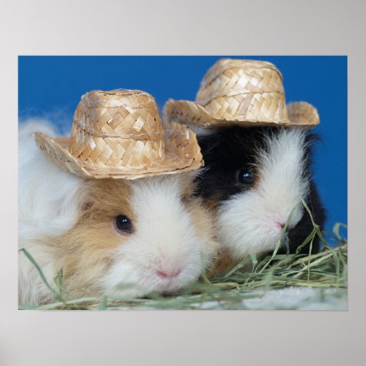 Zwei Niedliche Guinea Schweinepopster Poster (Vorne)