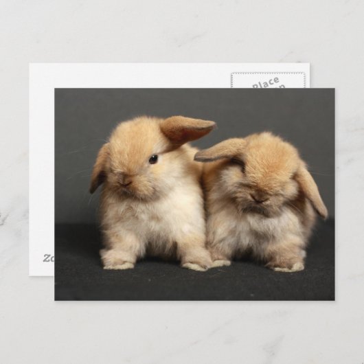 Zwei Niedliche Holland Lops Postkarte (Vorne/Hinten)