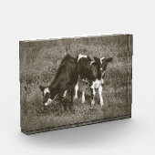 Zwei Niedliche Kälber Schwarze und Weiße Kühe 7 x  Fotoblock (Links)