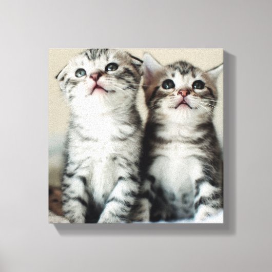 Zwei Niedliche Kätzchen Leinwanddruck (Vorderseite)