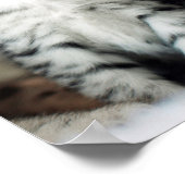 Zwei Niedliche Kätzchen Poster (Ecke)