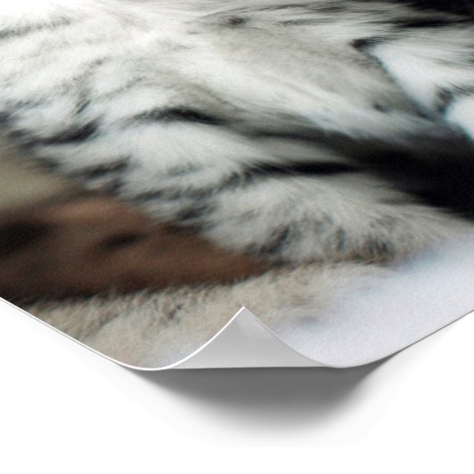 Zwei Niedliche Kätzchen Poster (Ecke)