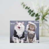 zwei niedliche Katzen Ankündigungspostkarte (Stehend Vorderseite)