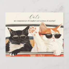 Zwei Niedliche Katzen Postkarte