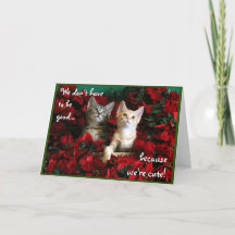 Zwei Niedliche Kittens und Red Poinsettias