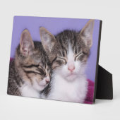 Zwei Niedliche Kitts Napping Fotoplatte (Seite)