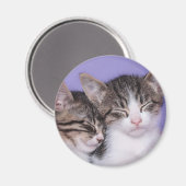 Zwei Niedliche Kitts Napping Magnet (Vorderseite/Rückseite)