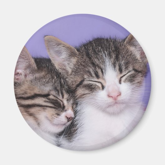 Zwei Niedliche Kitts Napping Magnet (Vorne)