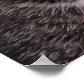 Zwei Niedliche Kitts Napping Poster (Ecke)
