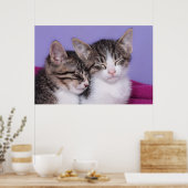 Zwei Niedliche Kitts Napping Poster (Küche)