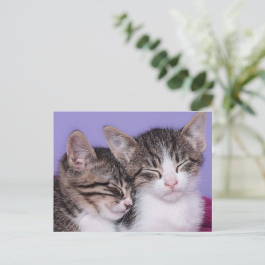 Zwei Niedliche Kitts Napping Postkarte (Stehend Vorderseite)