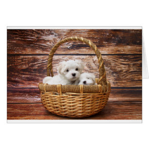 Zwei niedliche maltesische Welpen, die in einem