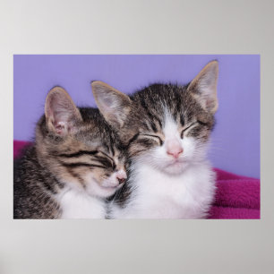 Zwei niedliche Nickerchen machende Kätzchen Poster