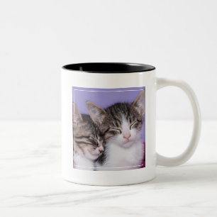 Zwei niedliche Nickerchen machende Kätzchen Zweifarbige Tasse