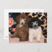 Zwei Niedliche Poodle Toy Poodle Welpen Postkarte (Vorne/Hinten)