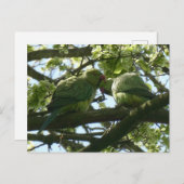 Zwei Niedliche Rose-Ringelblende Postkarte (Vorne/Hinten)