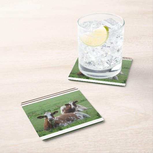 Zwei Niedliche weißbraune Kühe Untersetzer (Vor Ort)