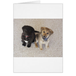 Zwei Niedliche Welpen