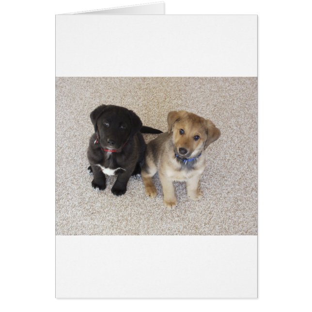 Zwei Niedliche Welpen (Vorne)