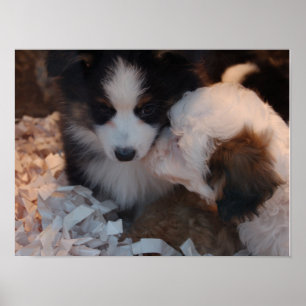 Zwei niedliche Welpen-Plakatdruck Poster