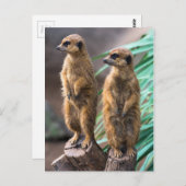 Zwei niedliche, zur Aufmerksamkeit stehende Mekka Postkarte (Vorne/Hinten)