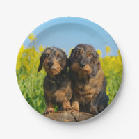 Zwei niedliches Dackel-HundDackel Foto-lustiges
