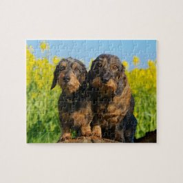 Zwei niedliches Dackel-HundDackel Foto - Spiel Puzzle