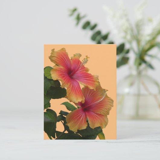 Zwei orange Hibiskus Blume Kruste. DIY Postcard Postkarte (Stehend Vorderseite)