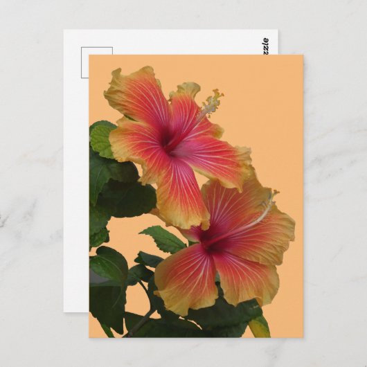 Zwei orange Hibiskus Blume Kruste. DIY Postcard Postkarte (Vorne/Hinten)