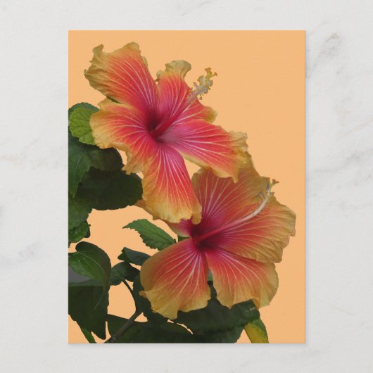 Zwei orange Hibiskus Blume Kruste. DIY Postcard Postkarte (Vorderseite)