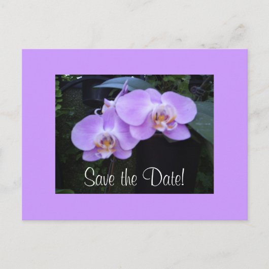 Zwei Orchideen Postkarte (Vorderseite)