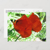Zwei orientalische Poppies Blume Foto Postkarte (Vorne/Hinten)