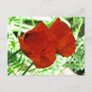 Zwei orientalische Poppies Blume Foto Postkarte