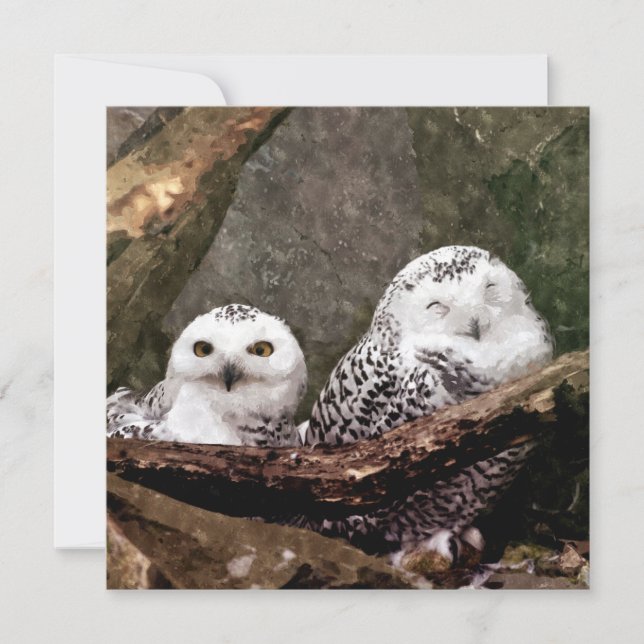 Zwei Owls (Vorderseite)