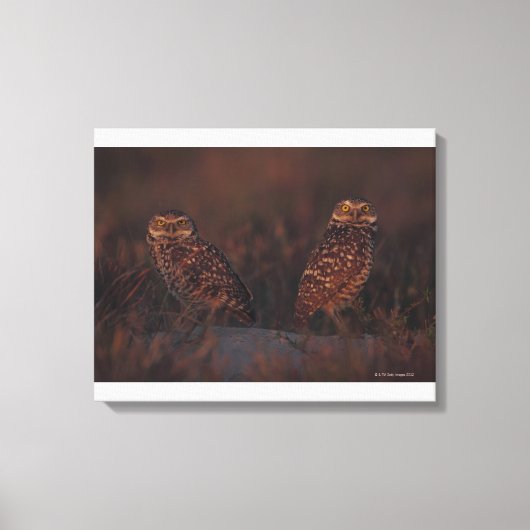 Zwei Owls auf Sand Leinwanddruck (Vorderseite)