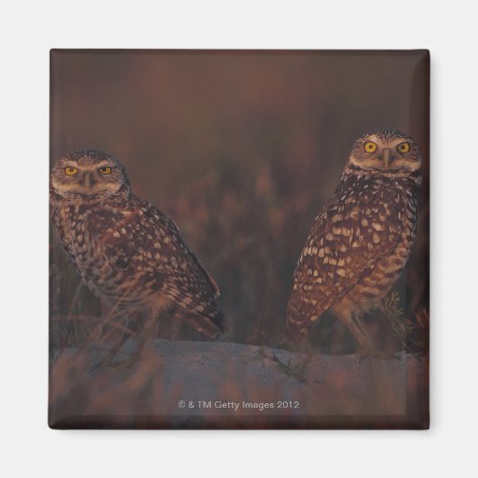 Zwei Owls auf Sand Magnet (Vorne)
